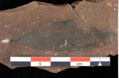 Foto (Detailansicht) von Sphaeria duncani Ettingshausen (NHMW-GEO-2024-0188-0035)